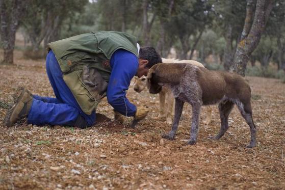 «Μαύρος χρυσός» - Γιατί οι τρούφες της Ισπανίας είναι τόσο δημοφιλείς